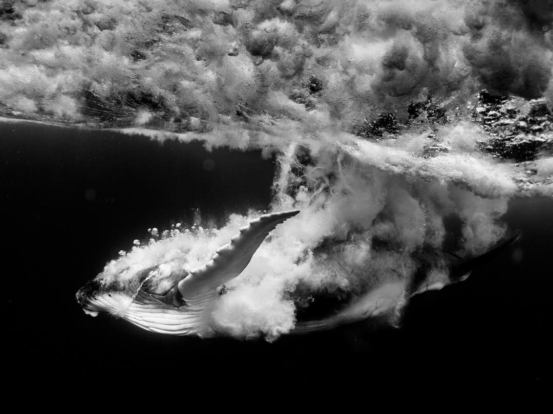 08 maart 2018: Photo and words by @mishkusk (Michaela Skovranova) | This playful juvenile humpback whale was breaching just a few metres away from us. It is one of the most incredible displays of playfulness and joy I have ever witnessed. Young calves are often seen breaching and displaying similar behaviours to their mums. They play and imitate their mothers while they learn how to navigate the ocean — this learning process is crucial for their survival. 
On International Women’s Day, I am grateful to all the women in my life that have challenged me and lifted me up when needed. So much of my personal growth can be attributed to inspiring strong women - from completing treacherous challenges together to simply telling me to trust in my own process. I think that, throughout life, it is crucial that we keep on learning from each other and growing together.
#PressforProgress #InternationalWomensDay #IWD2018 #WomensHistoryMonth #NatGeoWomen 
