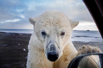 08 maart 2018: Photo and words by @katieorlinsky (Katie Orlinsky) | In late September every year, polar bears flock to the Inupiat town of Kaktovik in the Alaskan Arctic to eat at "the boneyard": the remains of whales annually hunted by the community. Receiving this greeting from a teenage polar bear was one of my most exhilarating and fun moments as a photographer to date, but the reality of the situation is a serious one. Melting sea ice and warming weather have changed the migration and diet of the bears, making it more difficult for them to catch seals on the frozen ocean. 
#PressforProgress #InternationalWomensDay #IWD2018 #WomensHistoryMonth #NatGeoWomen 
