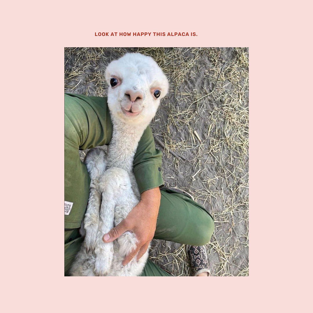 23 oktober: So, what IS COP26 ??? @cop26uk
Swipe for the breakdown. 💥
 23 oktober: So, what IS COP26 ??? @cop26uk
Swipe for the breakdown. 💥