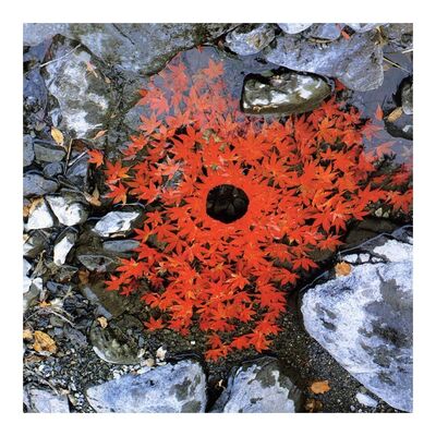 19 oktober: "We often forget that WE ARE NATURE. Nature is not something separate from us. So when we say that we have lost our connection to nature, we’ve lost our connection to ourselves." — Andy Goldsworthy
